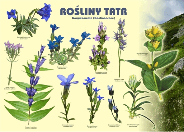 Tablice "Rośliny Tatr" 2 szt.